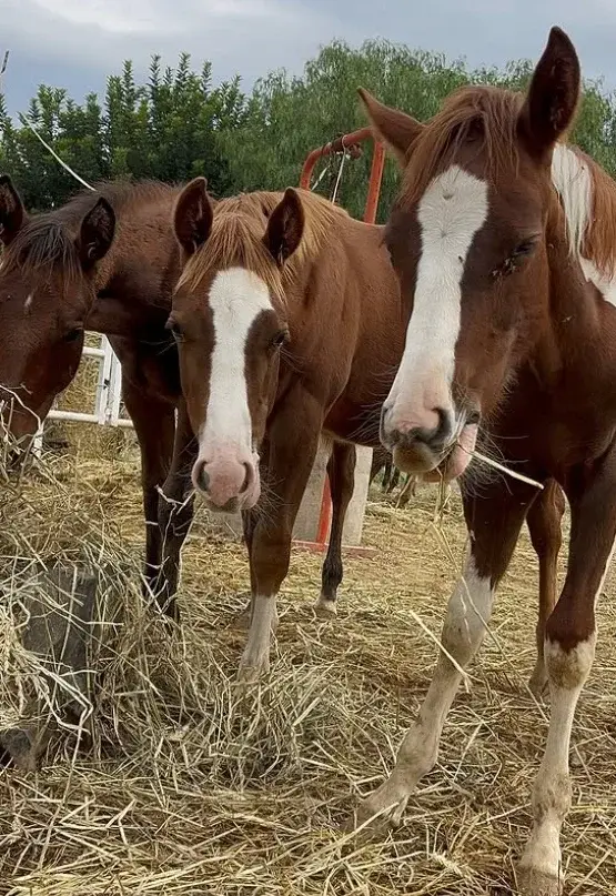 Cavalli al fieno — Perazzo Ranch