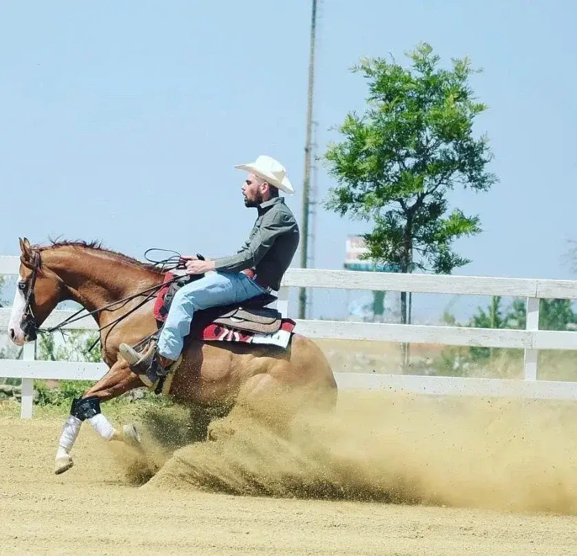 Reining in un campo scoperto — Perazzo Ranch
