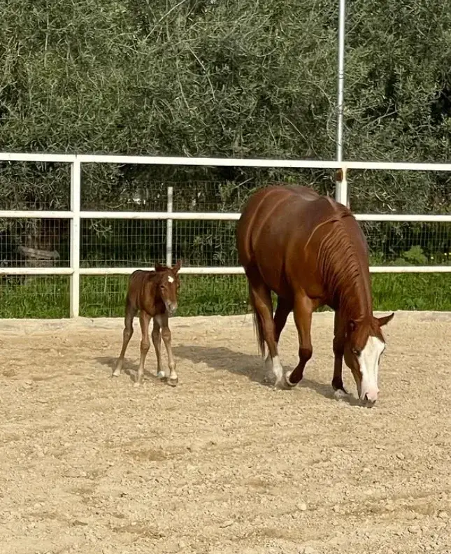 Cavalla e puledro nel campo — Perazzo Ranch